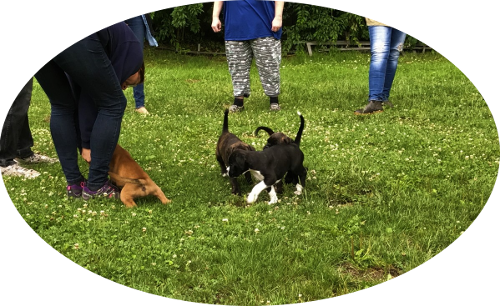 B-Wurf - Impressionen vom Hundeplatz am 1.07.2017